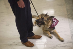 Is adopting a service dog right for you? What veterans diagnosed with PTSD need to know