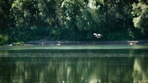 In One’s Element: The Value of Being On the Water